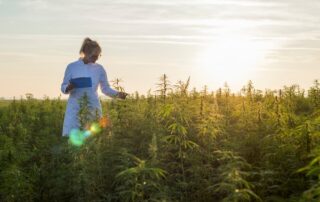 H4CBD vs CBD: Põhjalik Võrdlus